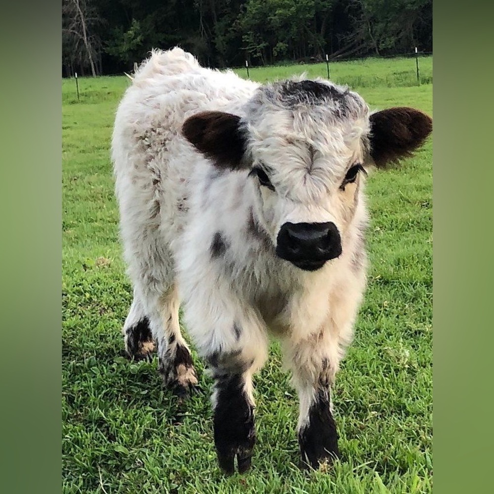 Meet your Posher, Everlie